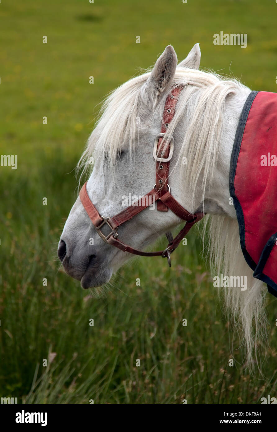 Portrait of a lone white horse in a meadow, Troutbeck, in the Lake District, Cumbria, England, Great Britain, United Kingdom. Stock Photo