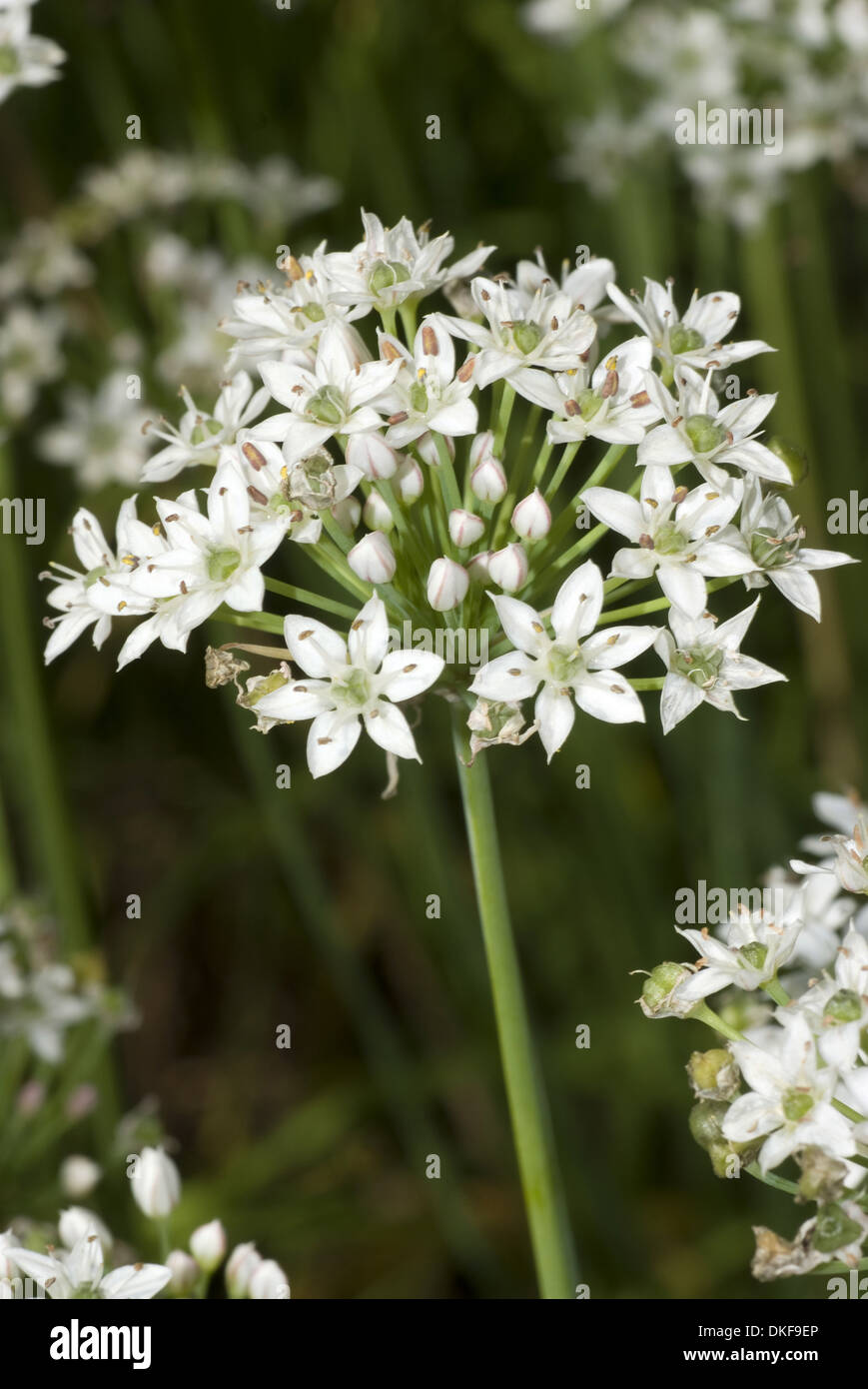 garlic chives, allium tuberosum Stock Photo Alamy