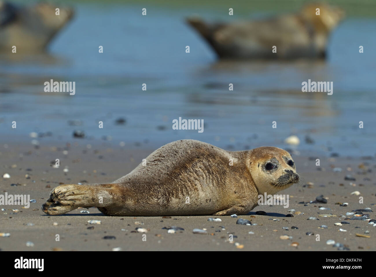 Harbour seal (Phoca vitulina) Stock Photo