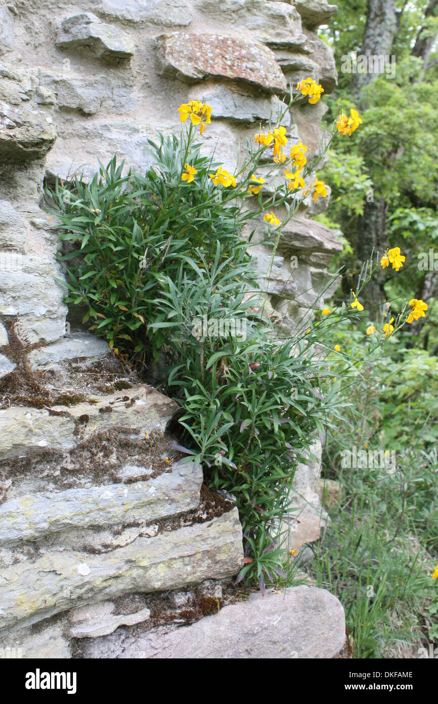 Yellow flower growing in the stone wall of Wigmore castle in Shropshire