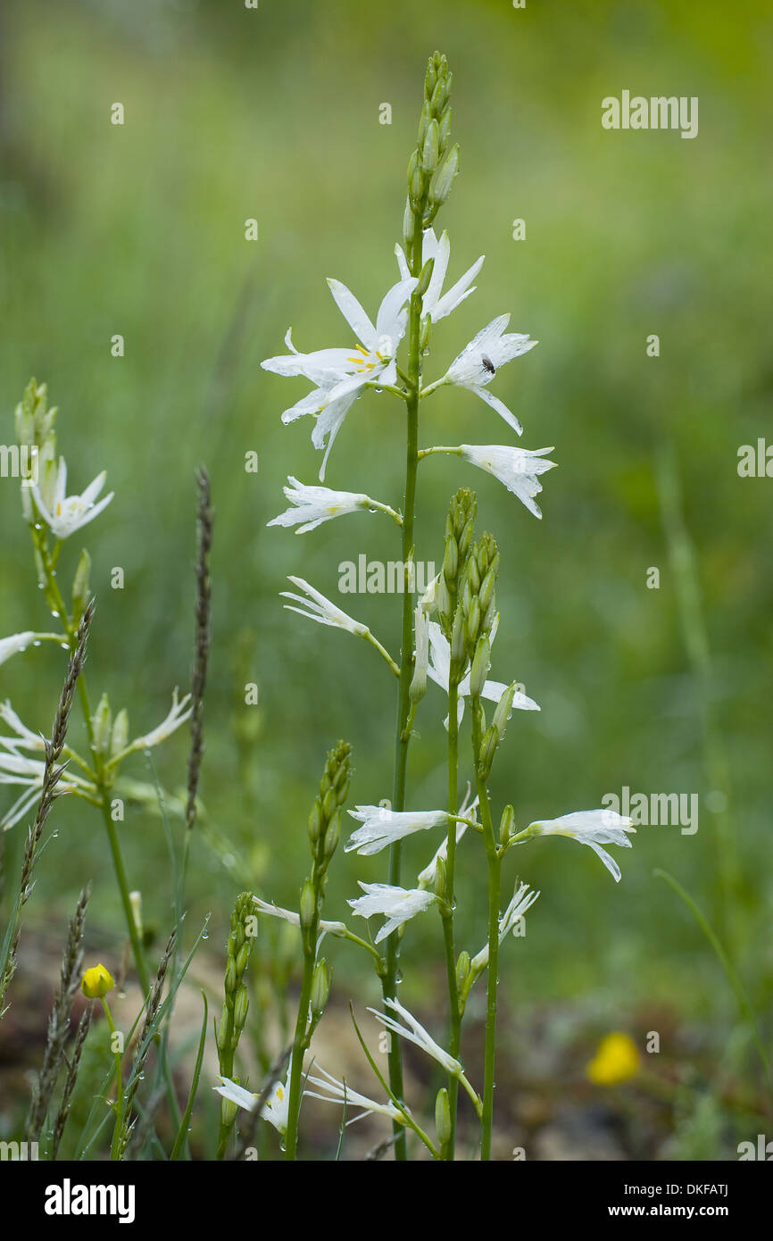 st bernard's lily, anthericum liliago Stock Photo