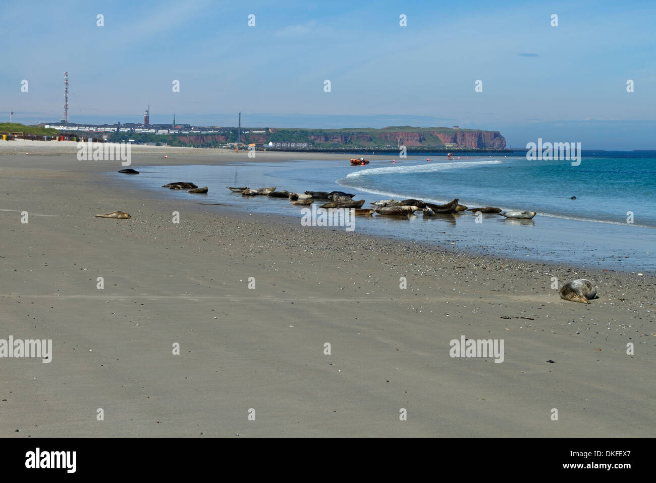 mixed flock of Grey Seals (Halichoerus grypus) and  Harbour seal (Phoca vitulina), Stock Photo