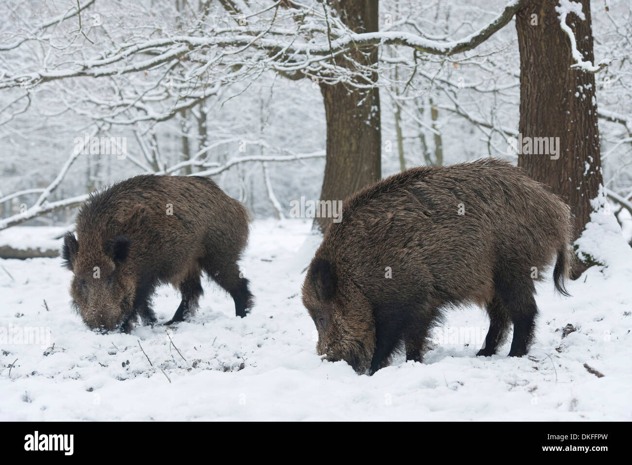 Wild boar (Sus scrofa), two young tuskers foraging in the snow, captive, Saxony, Germany Stock Photo