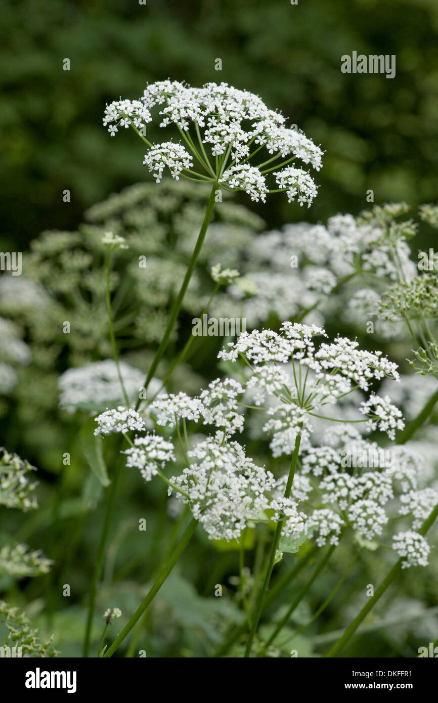 ground elder, aegopodium podagraria Stock Photo - Alamy