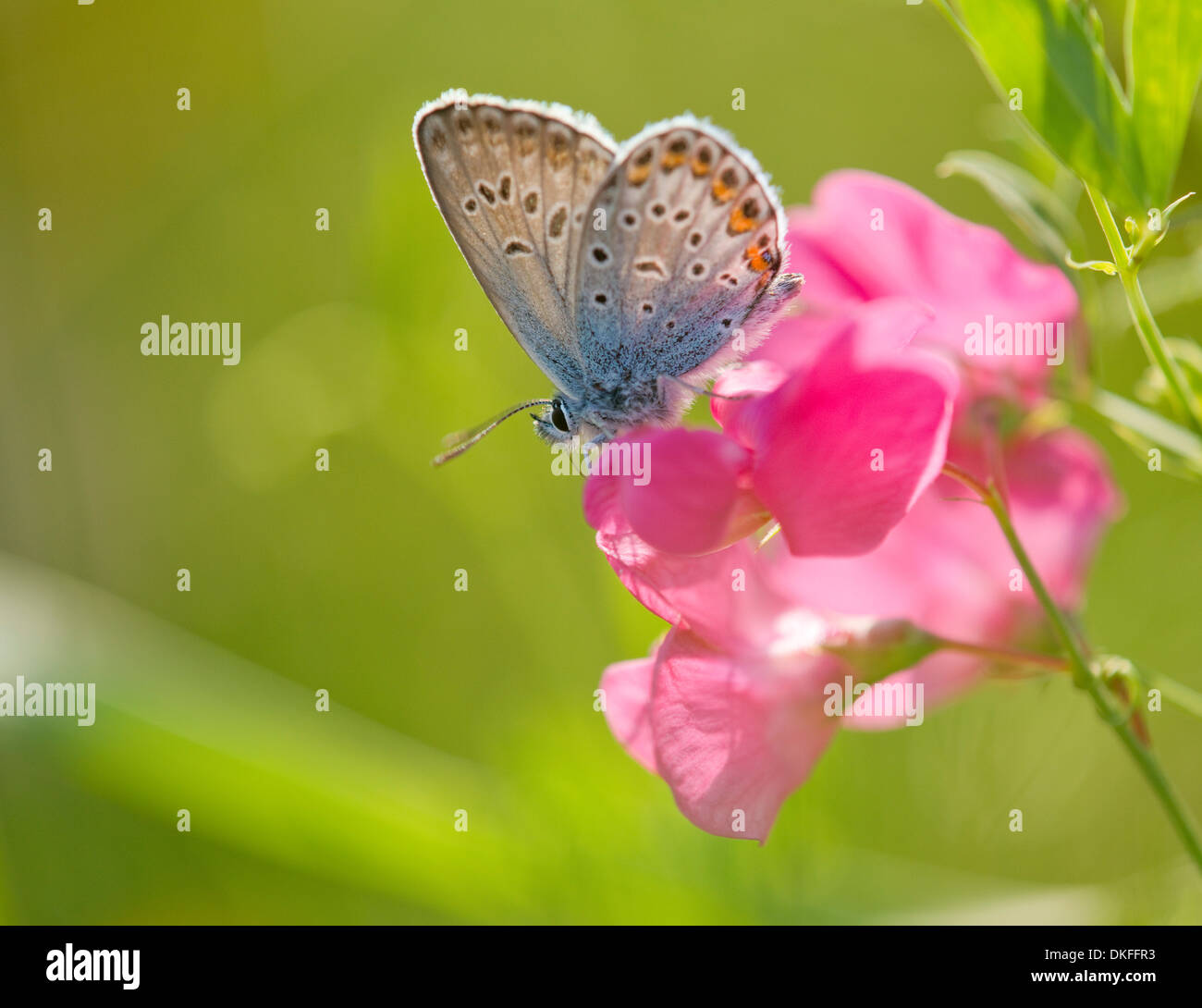 Common Blue (Polyommatus icarus) sucking nectar, Thuringia, Germany Stock Photo