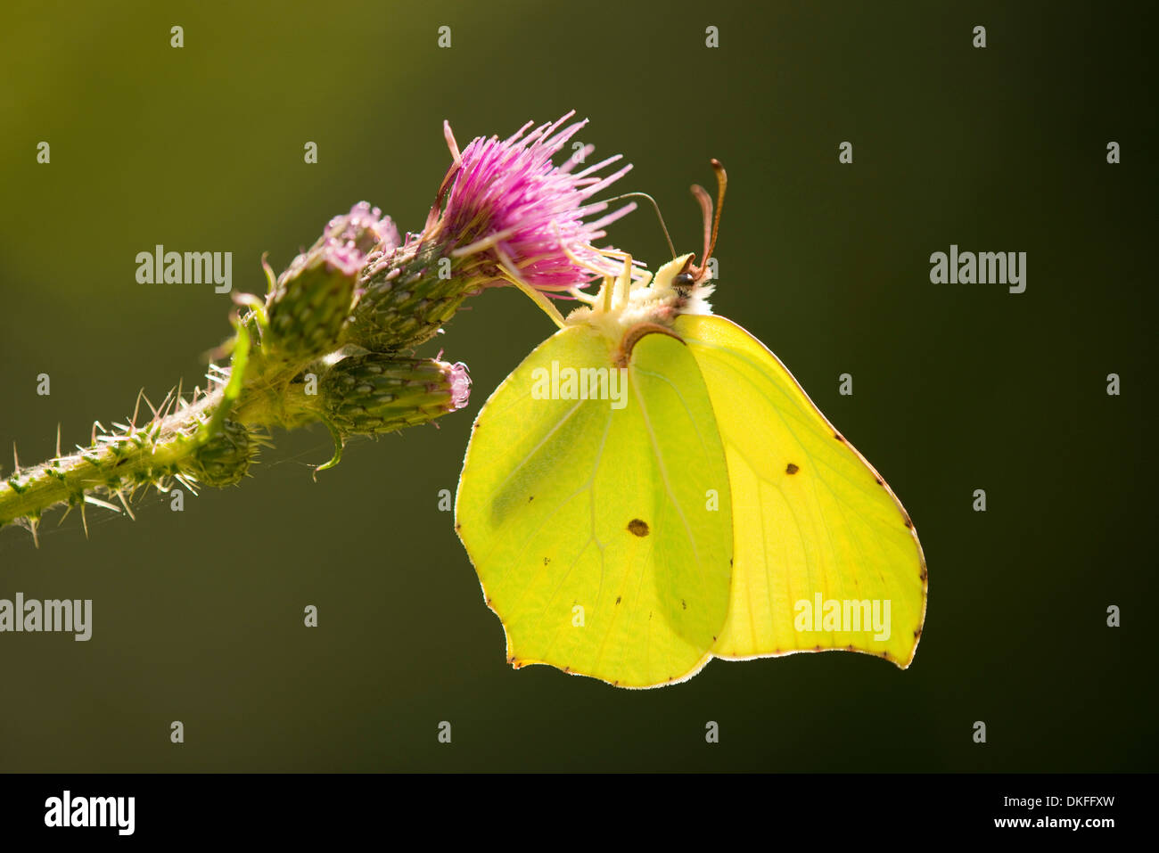 Brimstone (Gonepteryx rhamni) sucking nectar, Lower Saxony, Germany Stock Photo