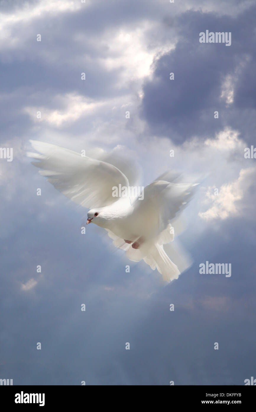 Flying white dove in front of a cloudy sky Stock Photo Alamy