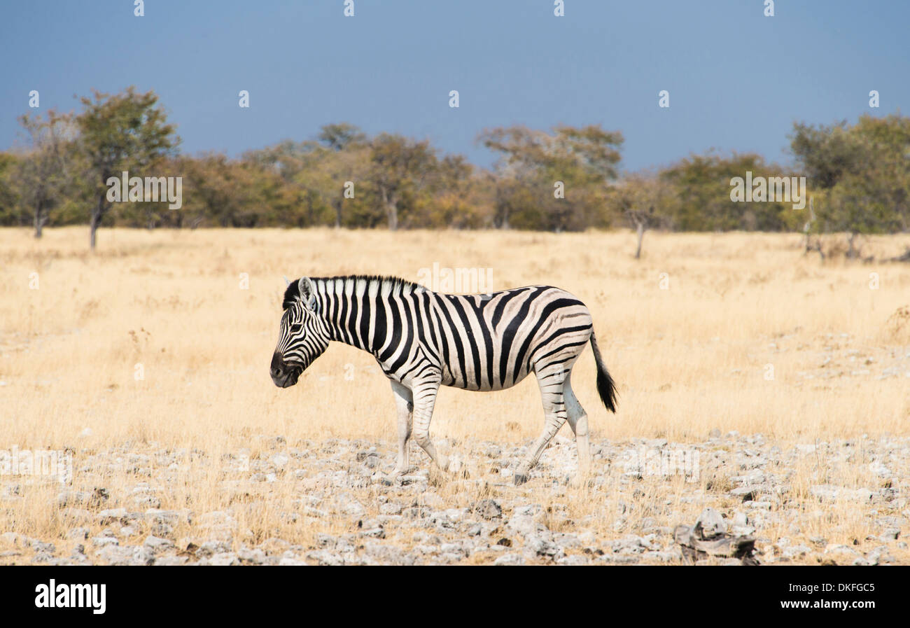 Burchell's Zebra (Equus burchellii), Etosha National Park, Namibia Stock Photo