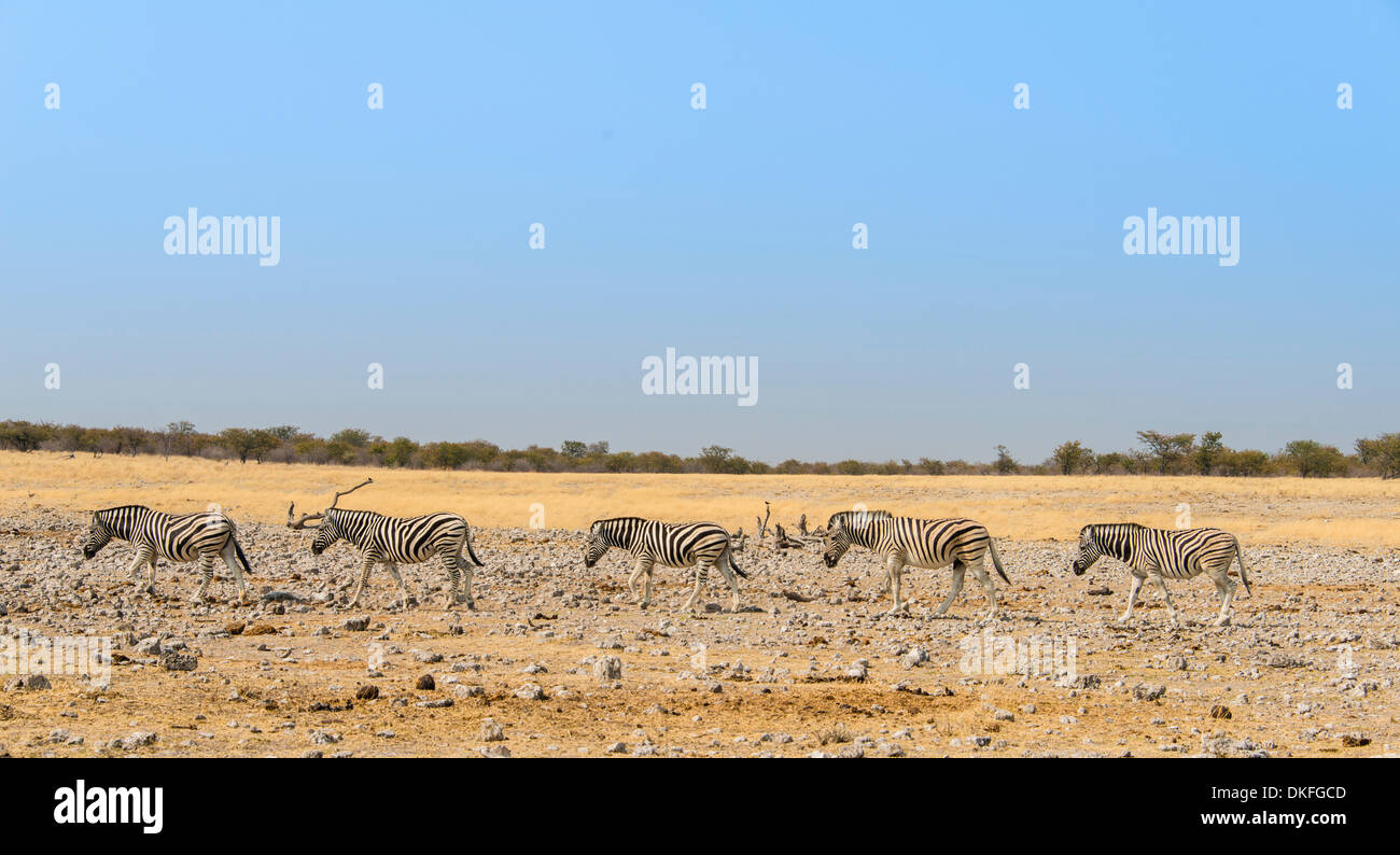 Burchell's Zebras (Equus burchellii), Etosha National Park, Namibia Stock Photo