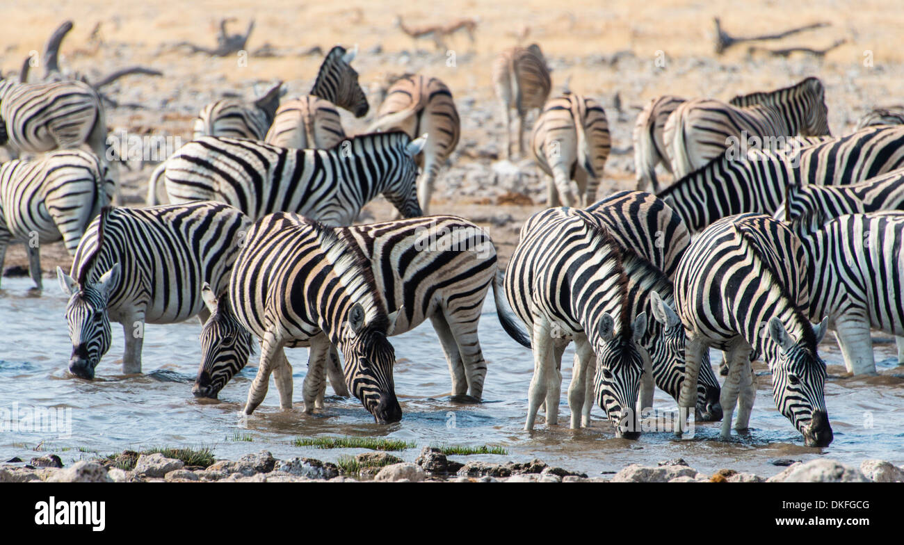 Burchell's Zebras (Equus burchellii) drinking at a waterhole, Etosha National Park, Namibia Stock Photo