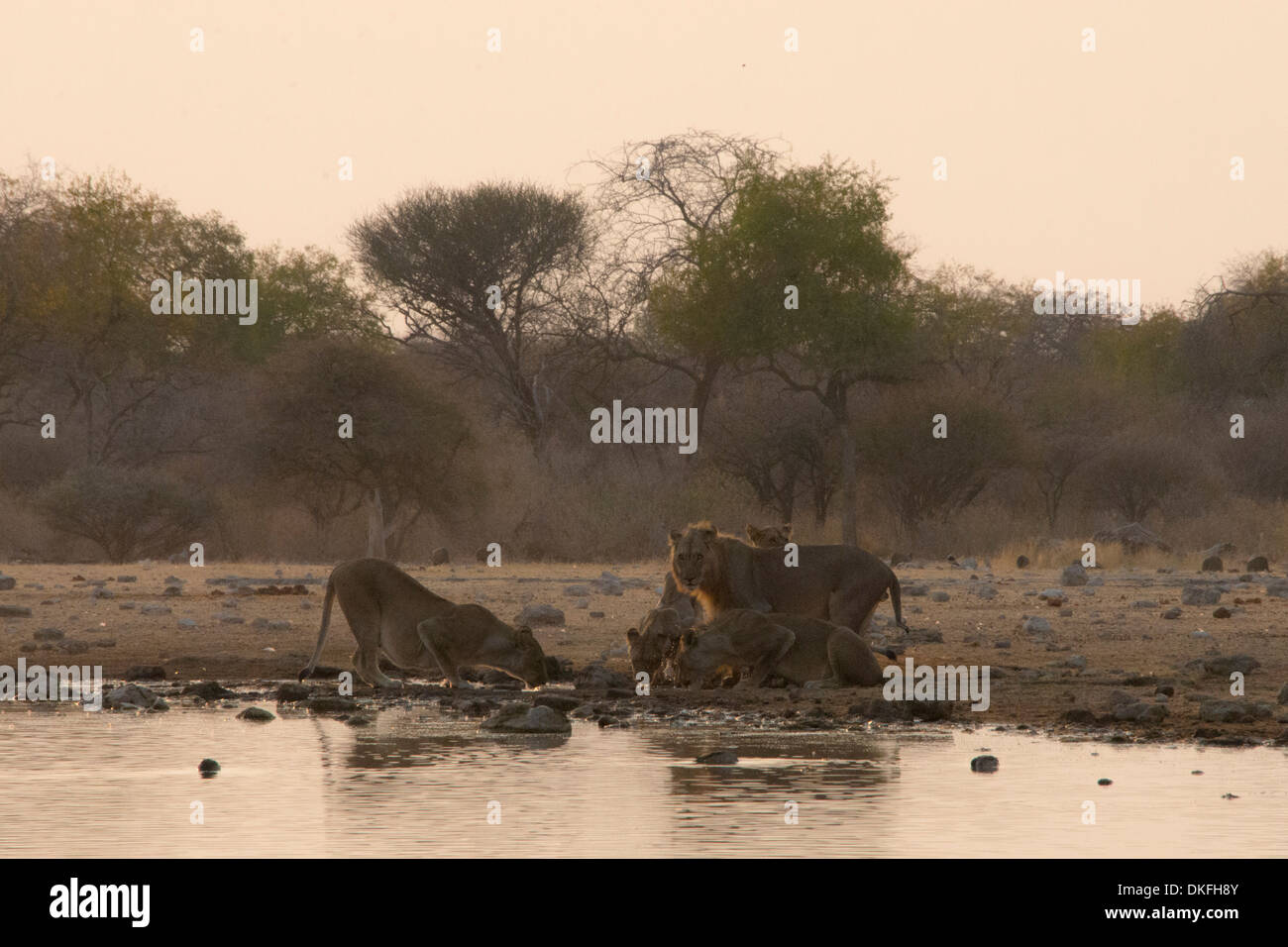 Lions (Panthera leo), pride of lions drinking at the watering hole, Klein Namutoni waterhole, Etosha National Park, Namibia Stock Photo