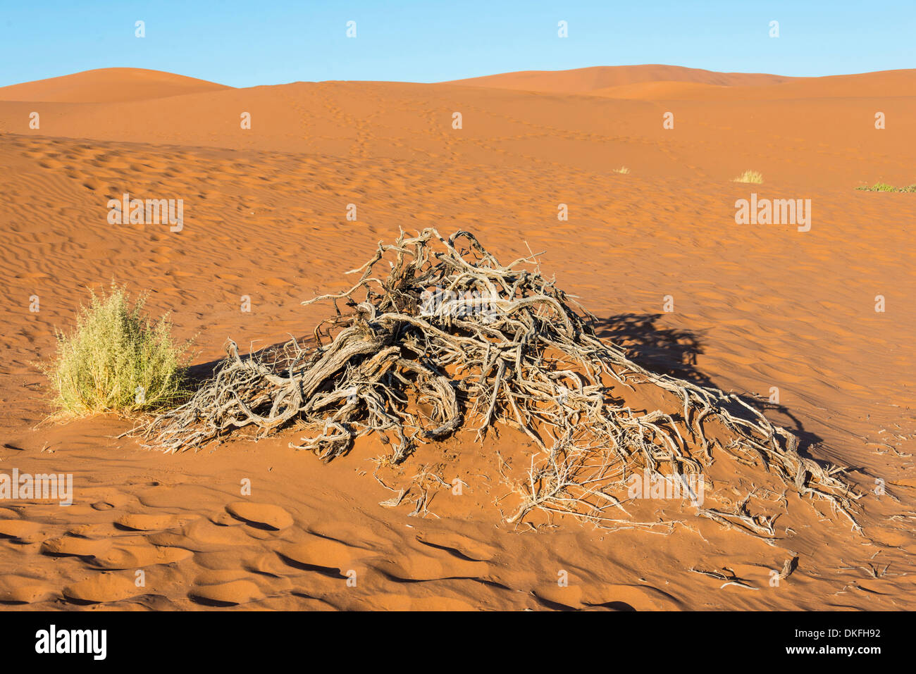 Dry plants, Sossusvlei, Namib Desert, Namibia Stock Photo