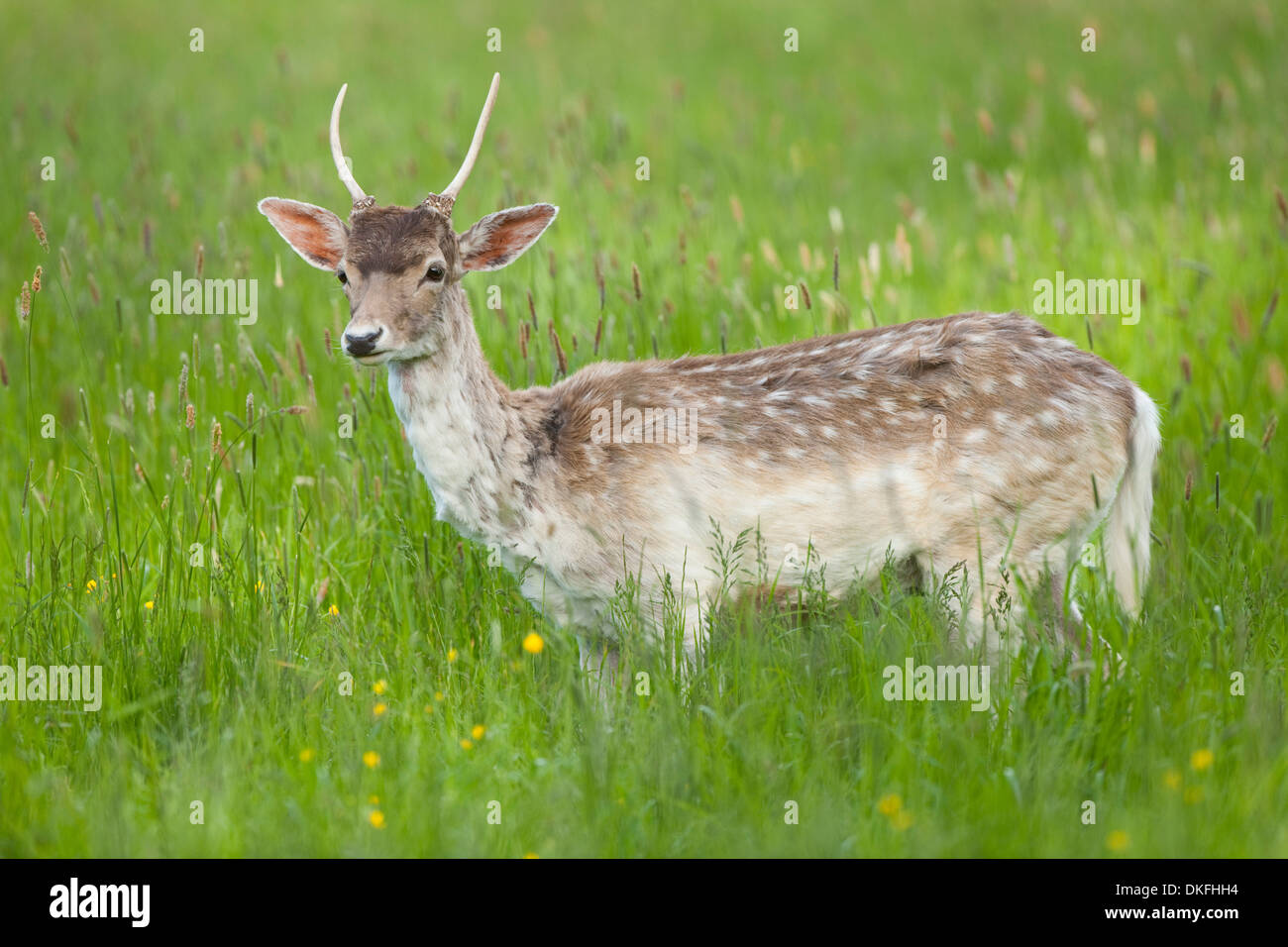 Fallow deer (Dama dama), young deer, spike, standing on a meadow, captive, Bavaria, Germany Stock Photo