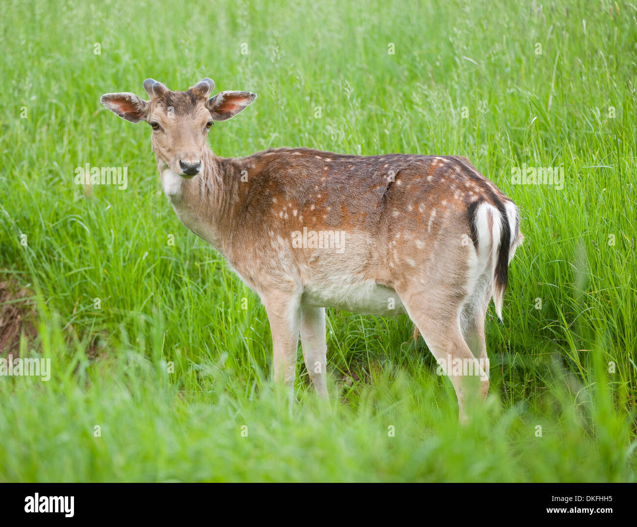 Fallow deer (Dama dama) with velvet antlers standing on a meadow, captive, Bavaria, Germany Stock Photo