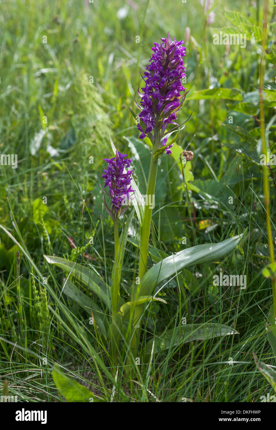 Broad-leaved Marsh Orchid (Dactylorhiza majalis), Ebertswiese, at Rennsteig ridge walk, Thuringian Forest, Floh-Seligenthal Stock Photo