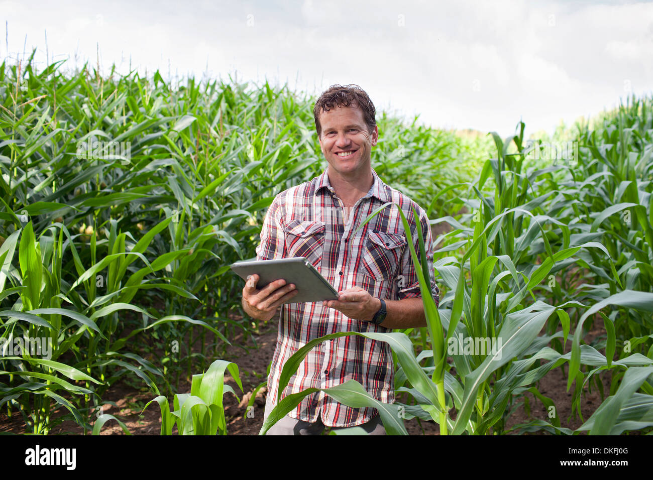 Farmer standing in field of crops using digital tablet Stock Photo
