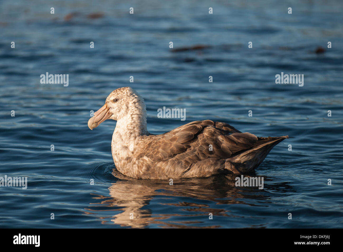 Southern Giant Petrel (Macronectes giganteus), Gold Harbour, South Georgia and the South Sandwich Islands, United Kingdom Stock Photo
