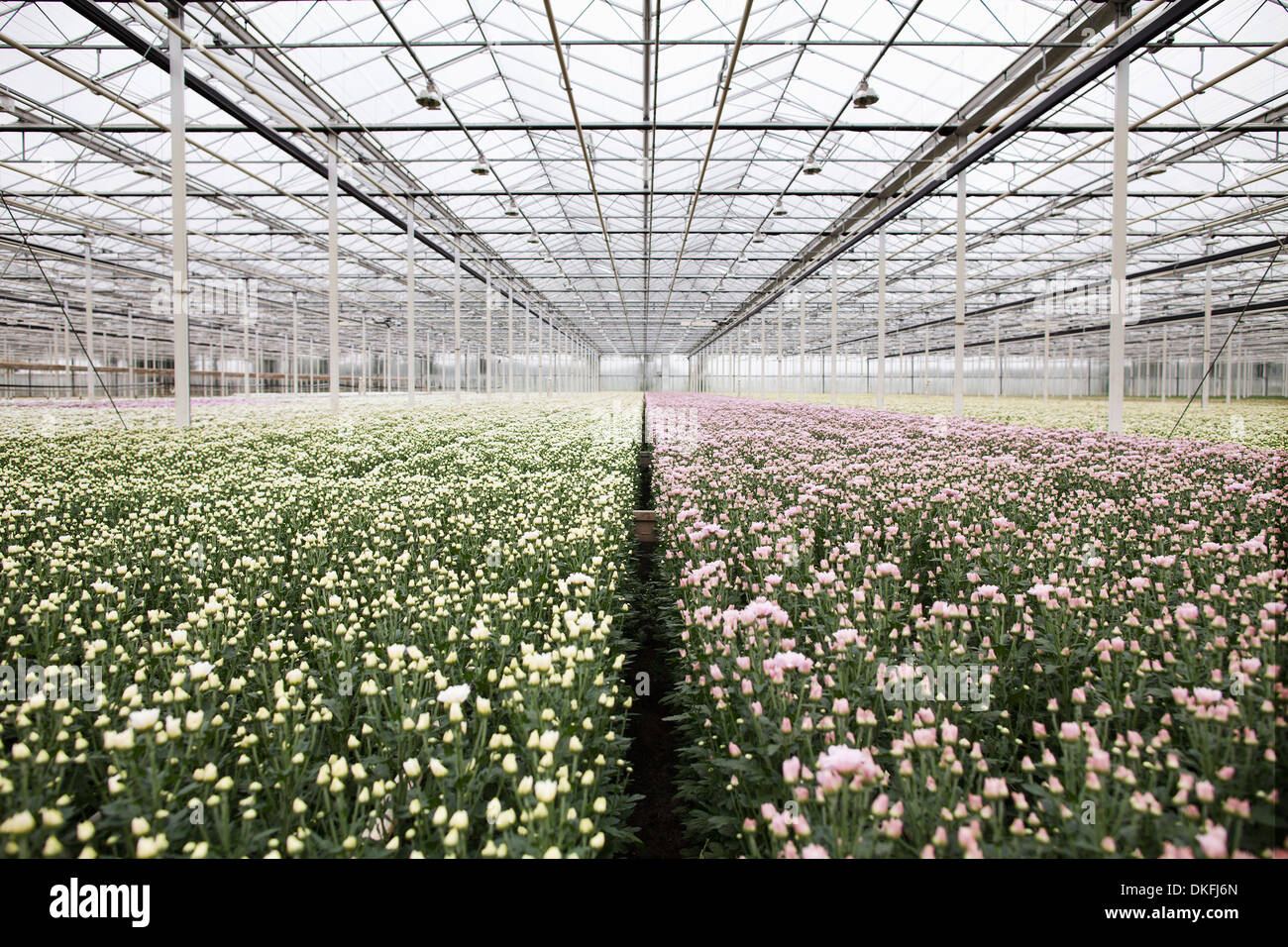 Several greenhouses hi-res stock photography and images - Alamy