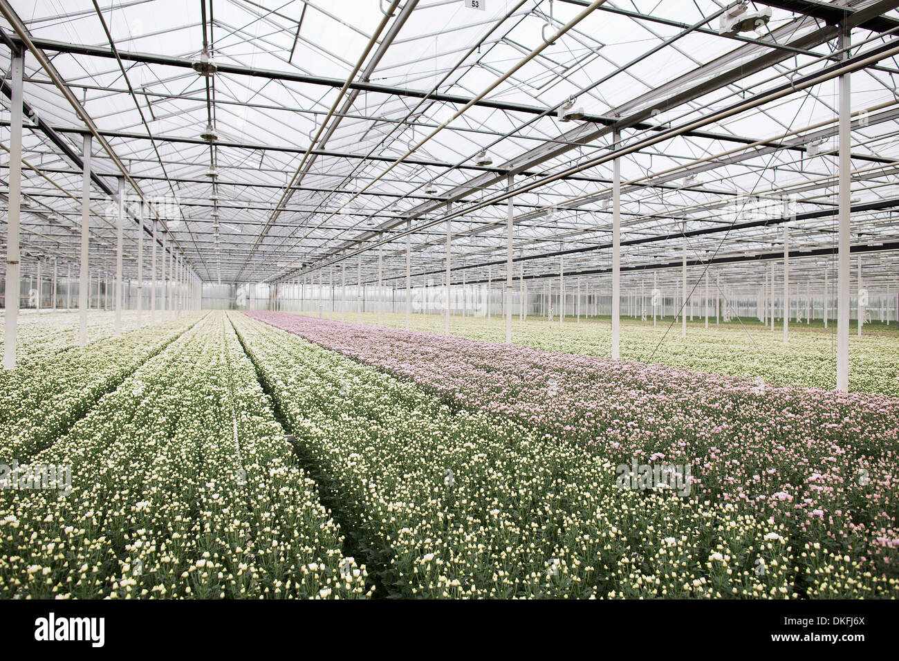 Inside house lots plants hi-res stock photography and images - Alamy