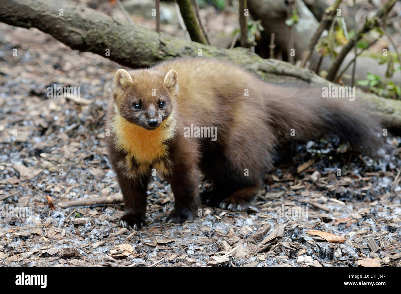 Pine Marten (Martes martes), zoo, Arth Goldau, Switzerland Stock Photo