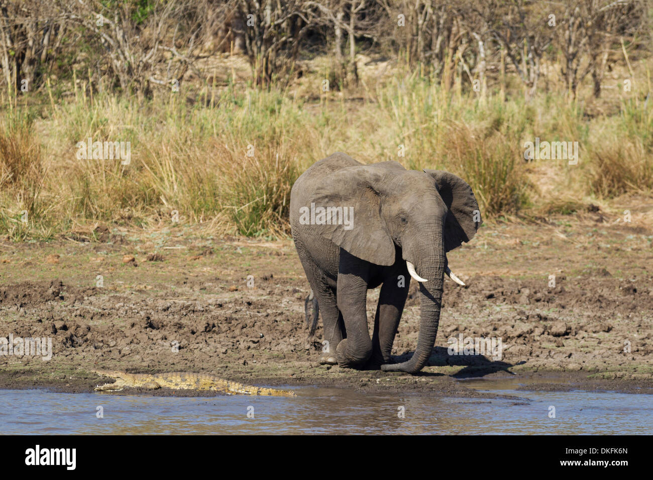 African Elephant (Loxodonta africana), bull on the bank of the Shingwedzi River, indifferent to the basking Nile Crocodile Stock Photo
