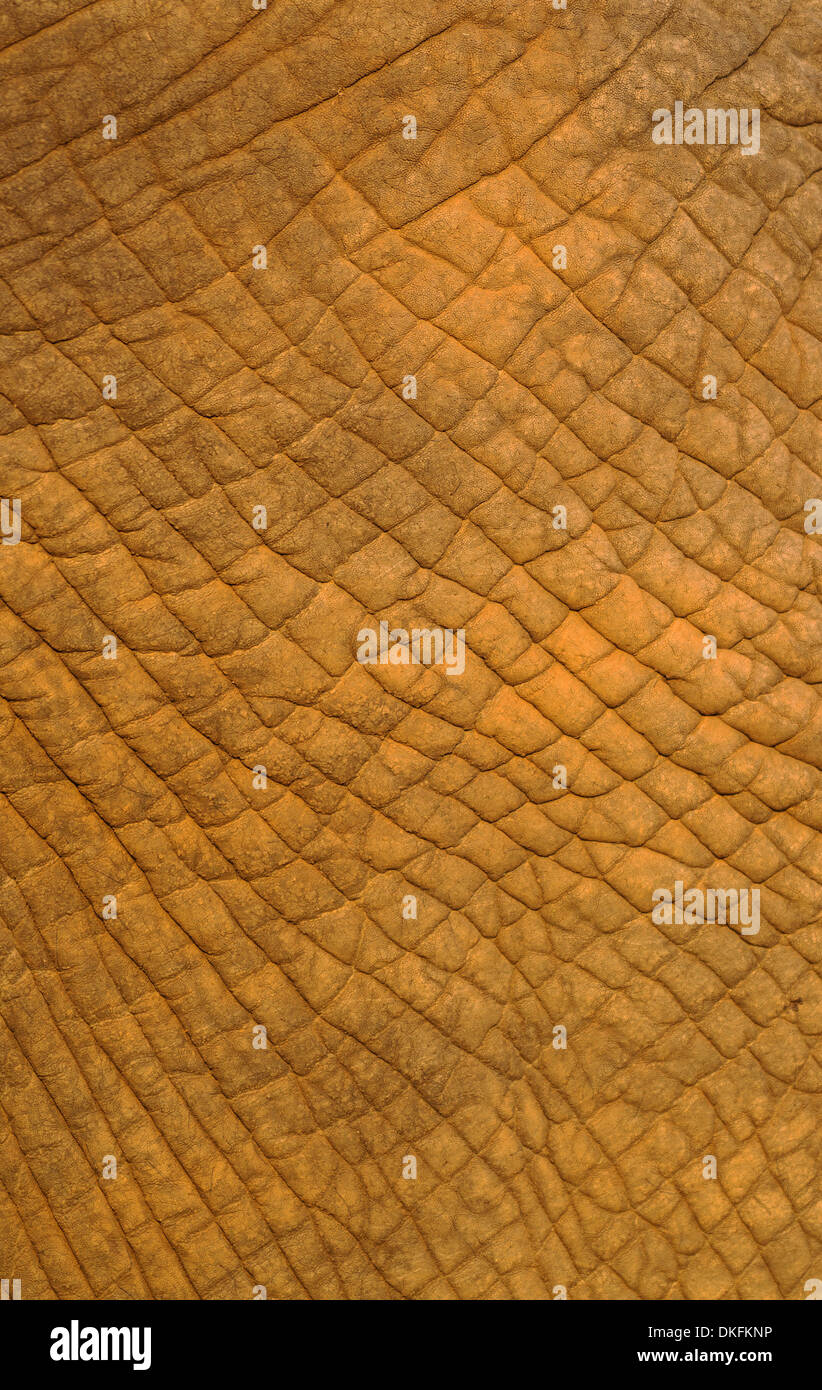 African Elephant (Loxodonta africana), skin detail, Kruger National Park, South Africa Stock Photo