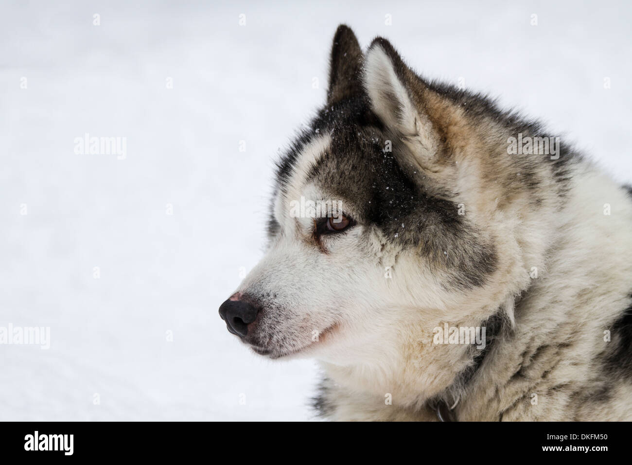Head shot of husky in snow, Lapland, Sweden Stock Photo - Alamy