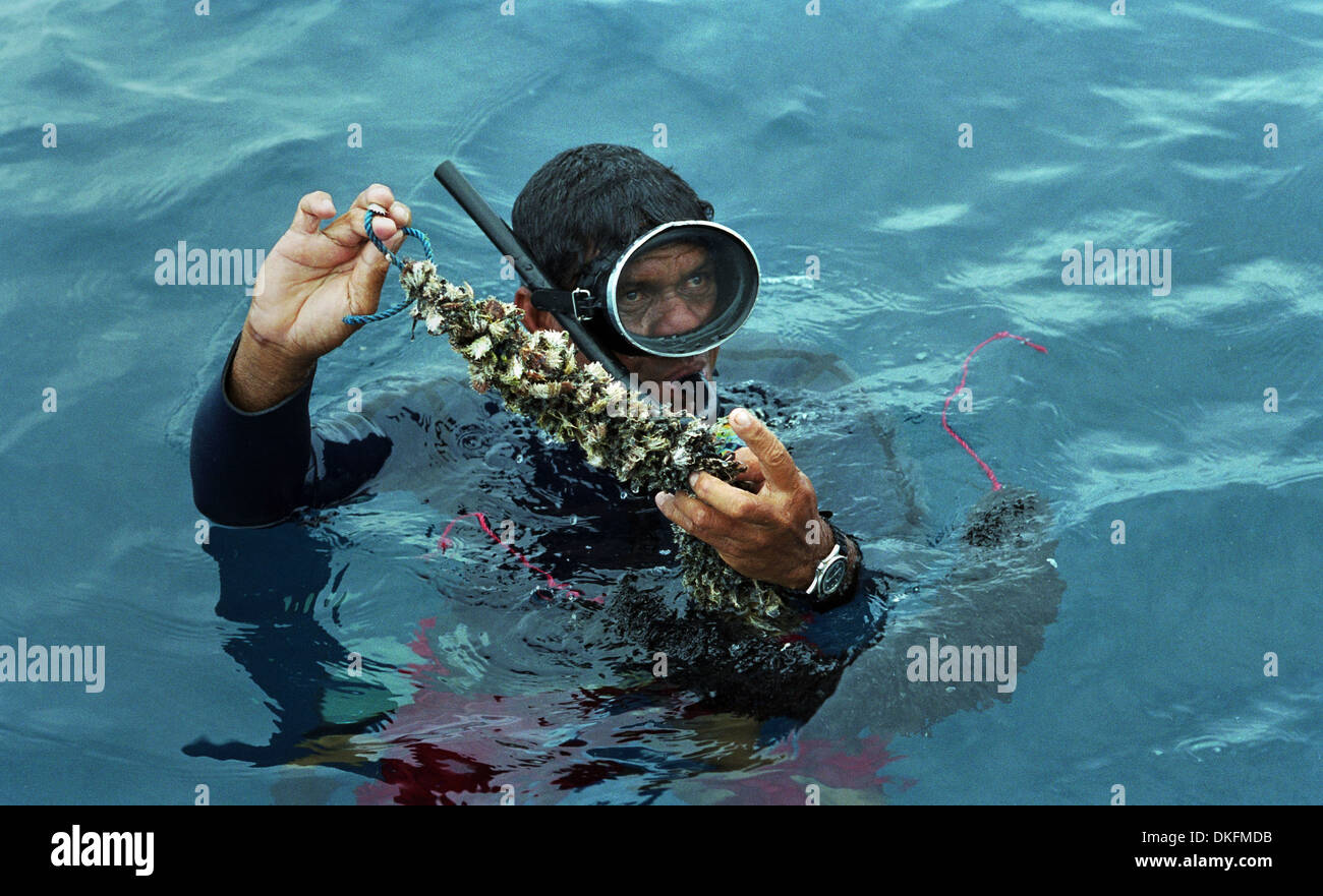 Pearl diver hires stock photography and images Alamy