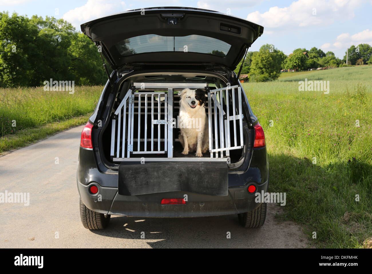 Dog sitting in a car trunk and waiting for traveling Stock Photo