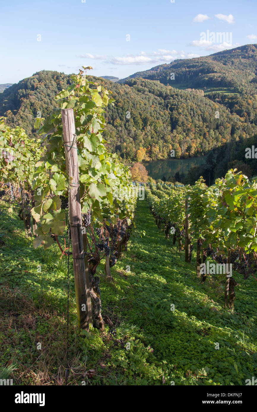vineyard, rhine river, canton zurich, switzerland Stock Photo
