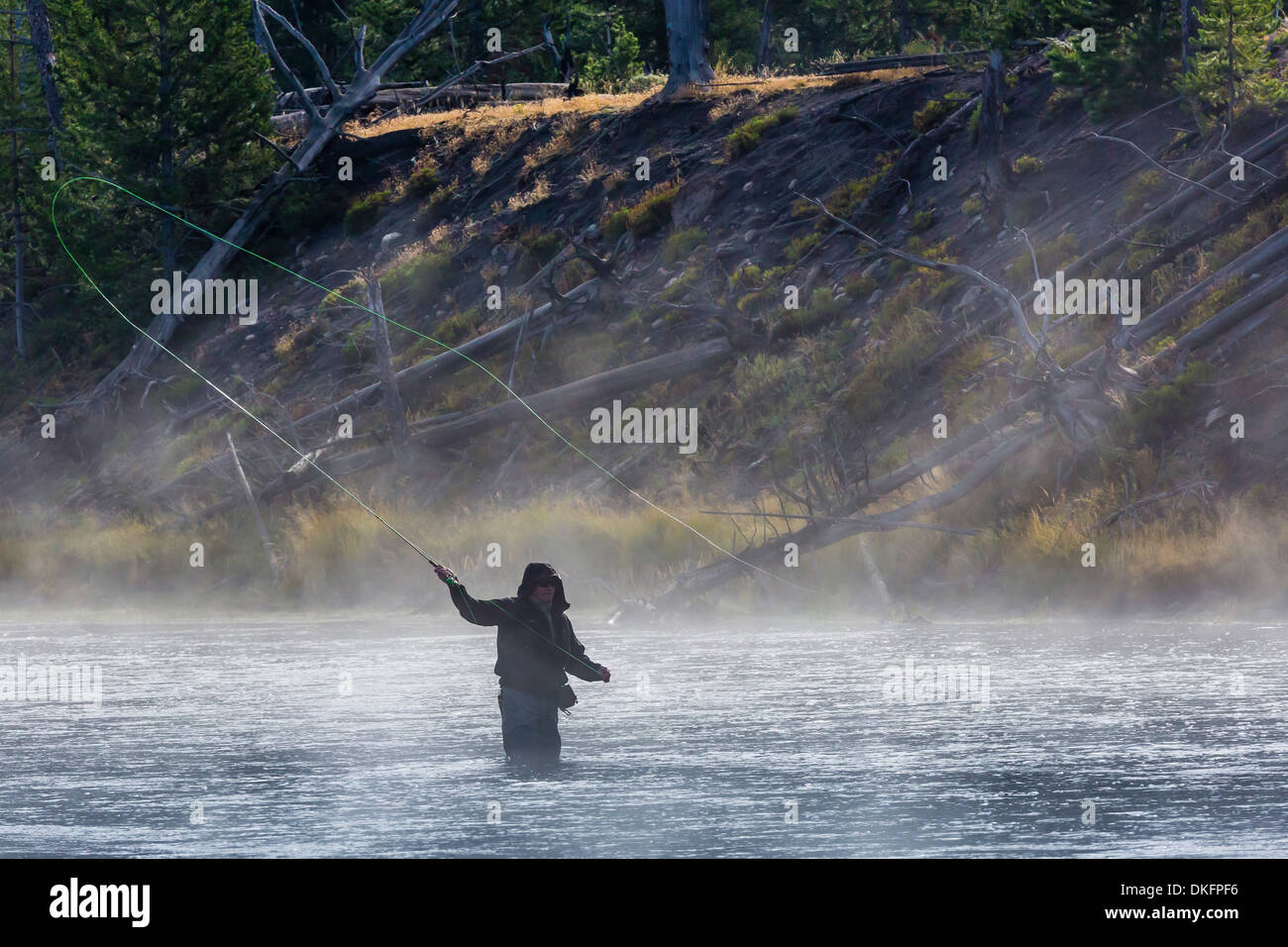 Fly fisherman casting in the early morning fog in the Madison River, Yellowstone National Park, UNESCO Site, Wyoming, USA Stock Photo