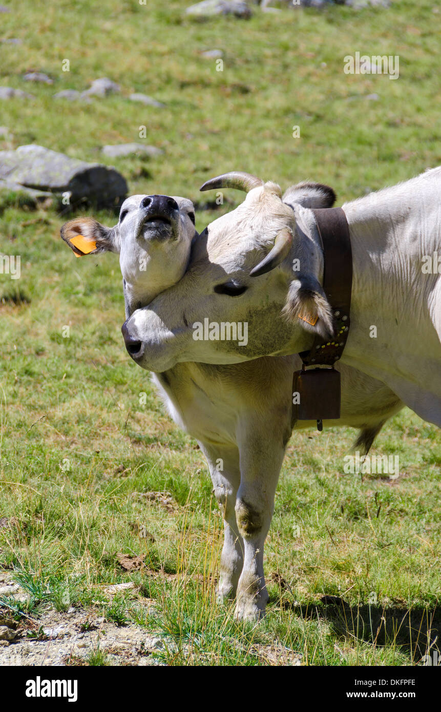 cow with calf on the Alps between France and Piedmont Stock Photo