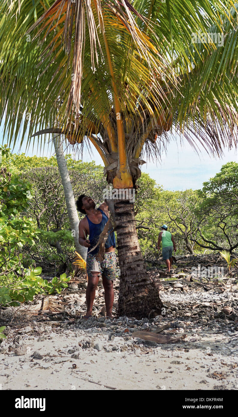 Native Polynesian collecting coconuts. Stock Photo