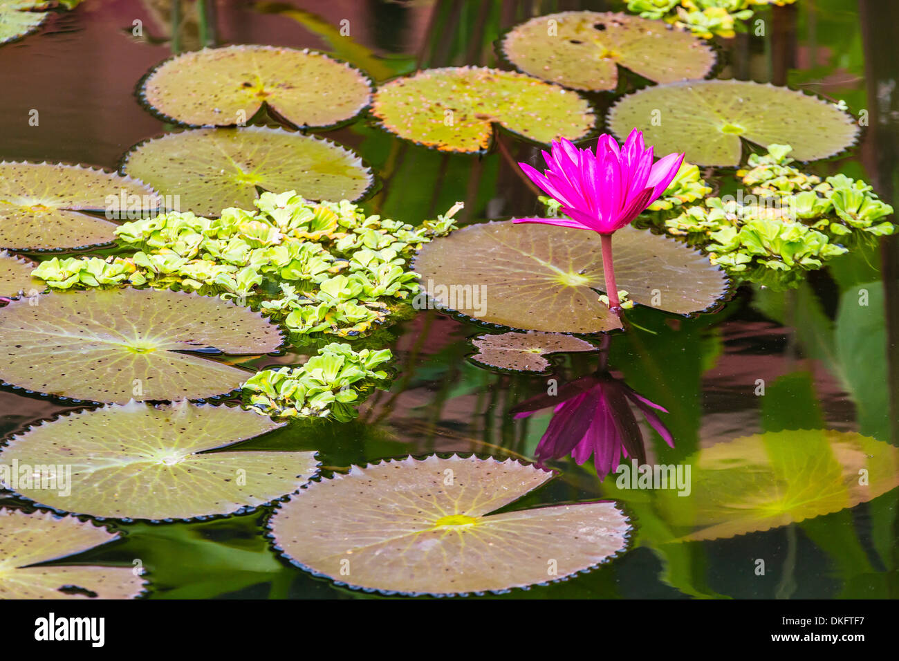 Water-lilies, Nymphaea spp, in Phnom Penh, along the Mekong River, Cambodia, Indochina, Southeast Asia, Asia Stock Photo