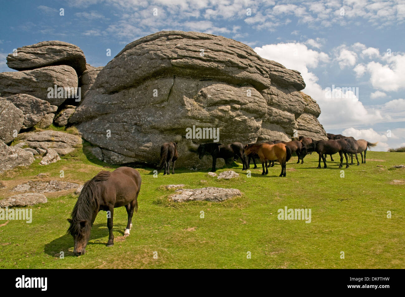Dartmoor ponies on Saddle Tor Stock Photo Alamy