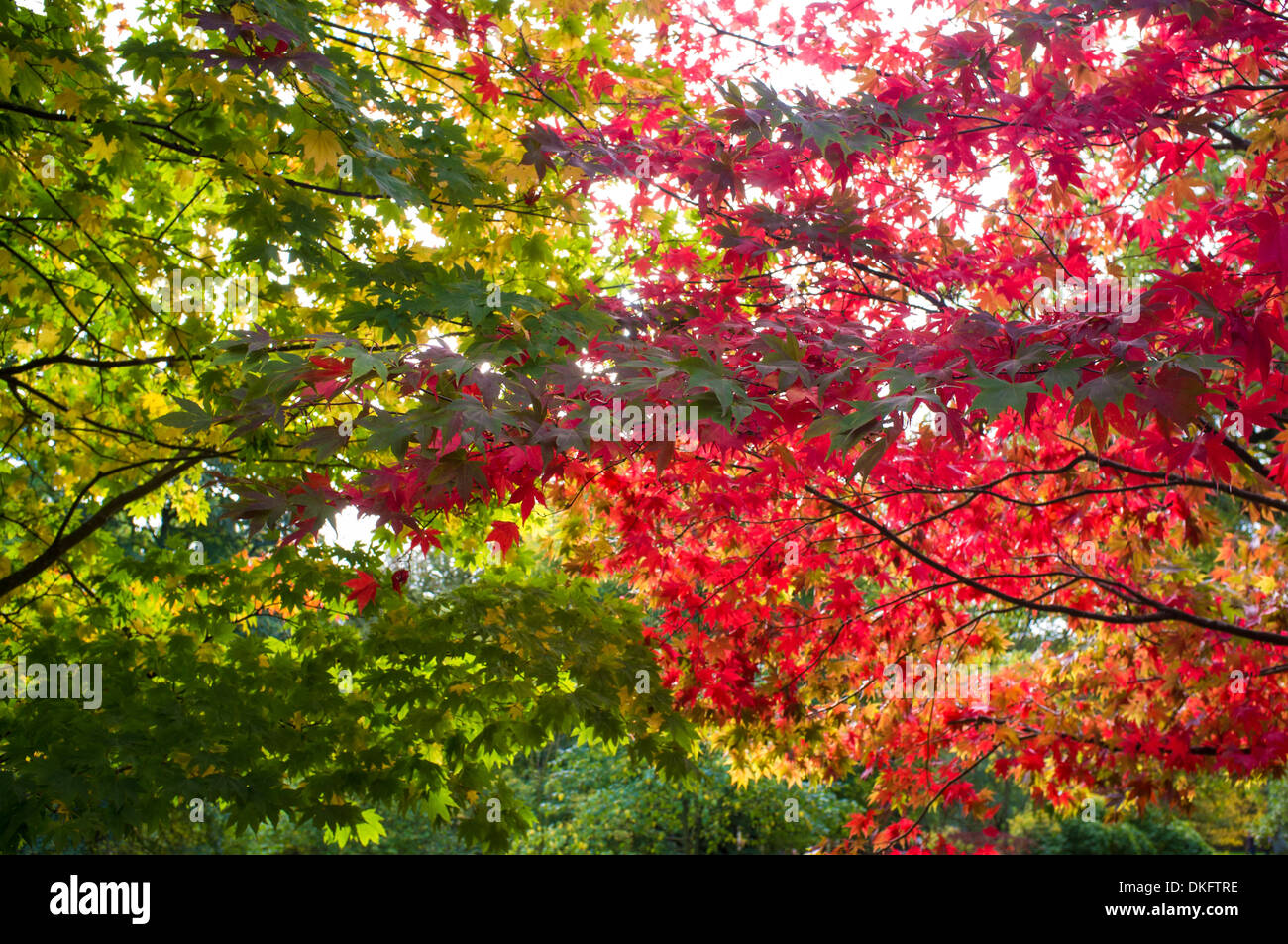Green and red leaves on trees Stock Photo
