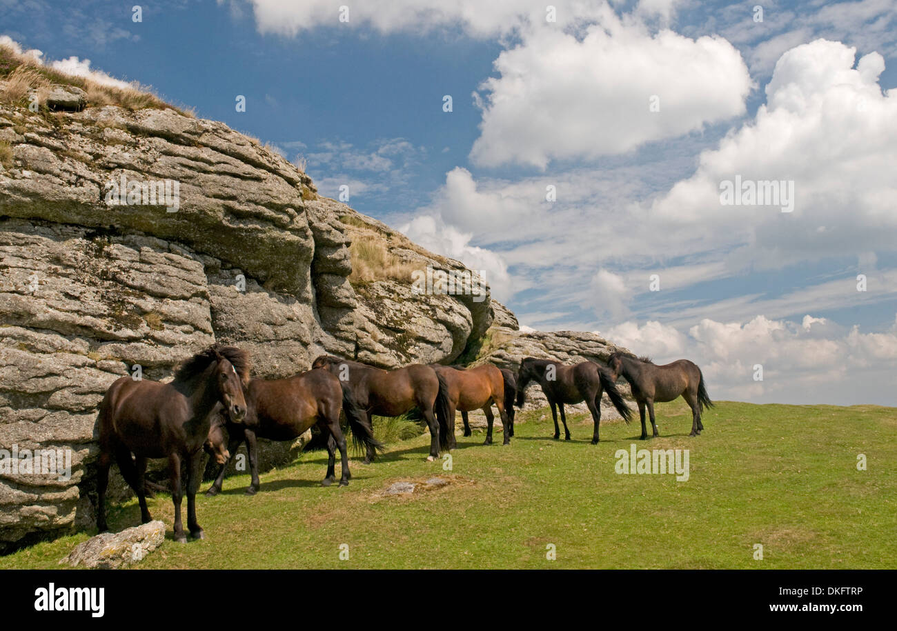 Dartmoor ponies on Saddle Tor Stock Photo Alamy