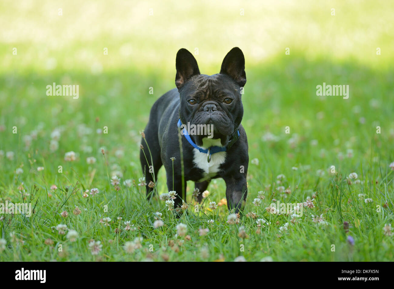 French Bulldog in grass Stock Photo