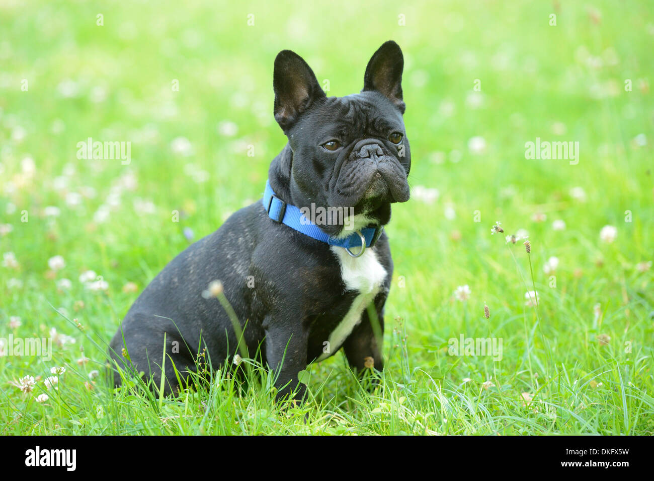 French Bulldog in grass Stock Photo