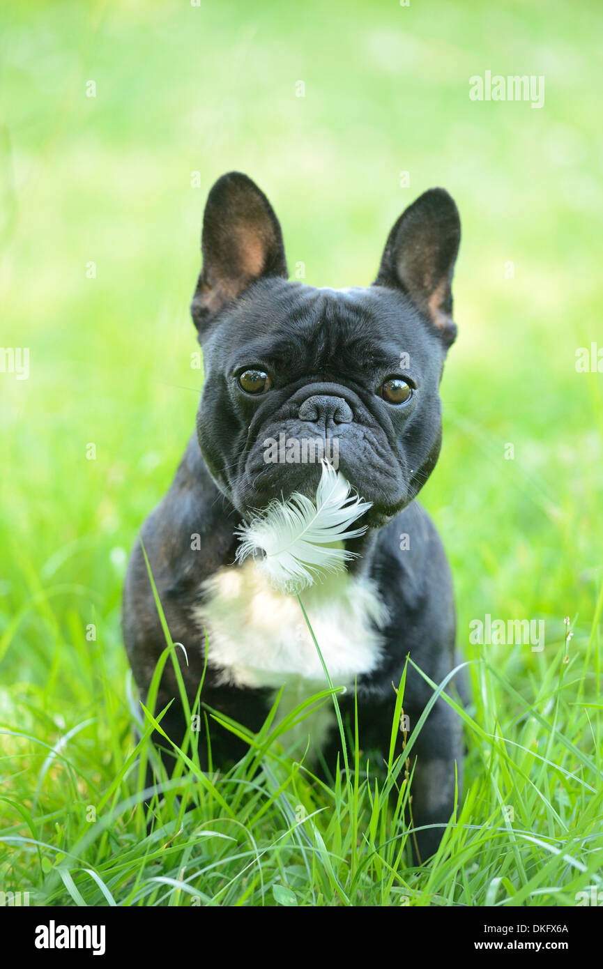 French Bulldog in grass Stock Photo