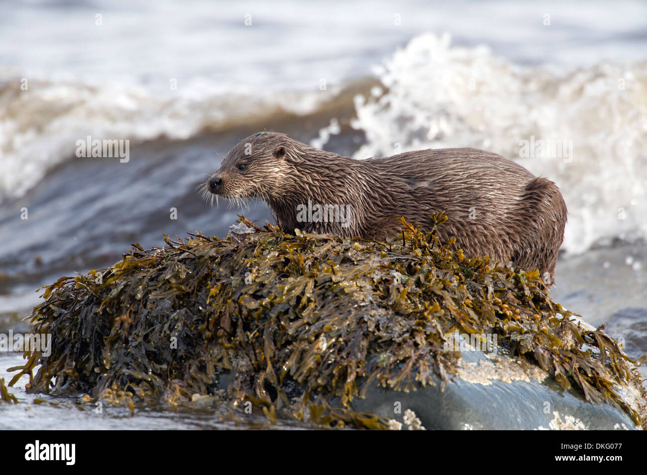 Otter (Lutra lutra), UK Stock Photo