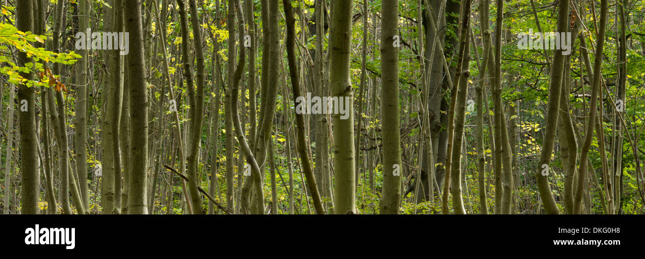 young beech trees in hainich national park near bad langensalza, thuringia, germany, europe Stock Photo