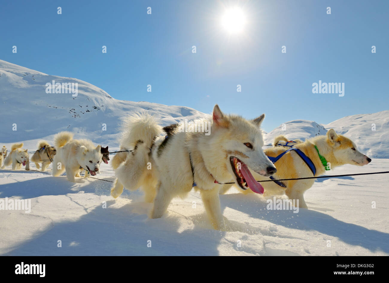 Spring Dog Sledding Dog sledging in spring time in greenland Stock Photo - Alamy
