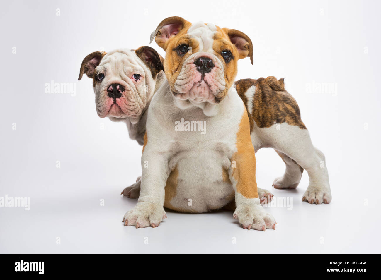 Two English Bulldog puppies Stock Photo