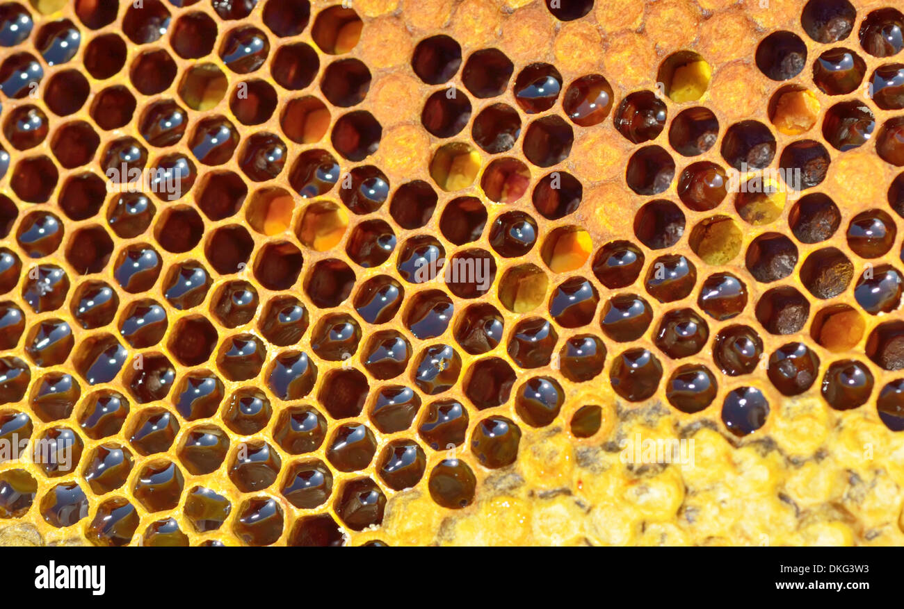 yellow beautiful honeycomb with honey, background Stock Photo