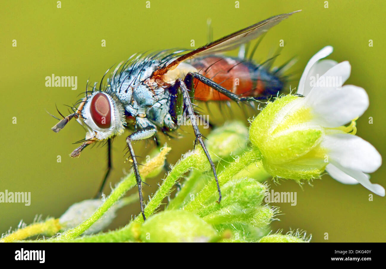 Closeup close up flies fly insect pest hires stock photography and
