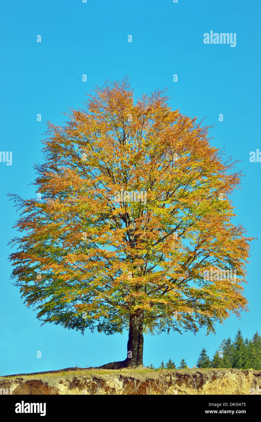 autumn oak tree with yellow leaves on a blue sky background Stock Photo ...