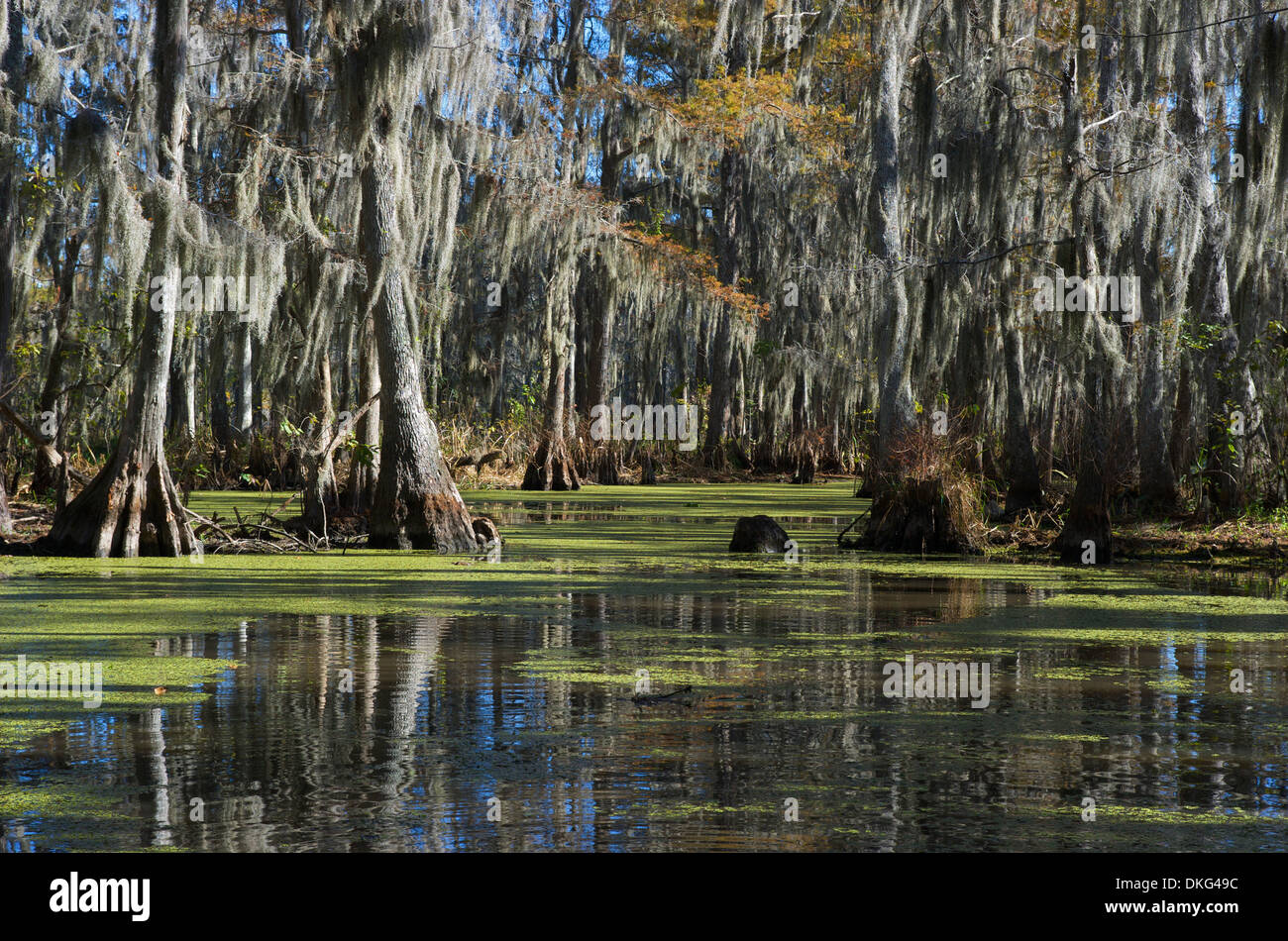 Swamp near New Orleans, Louisiana, USA Stock Photo