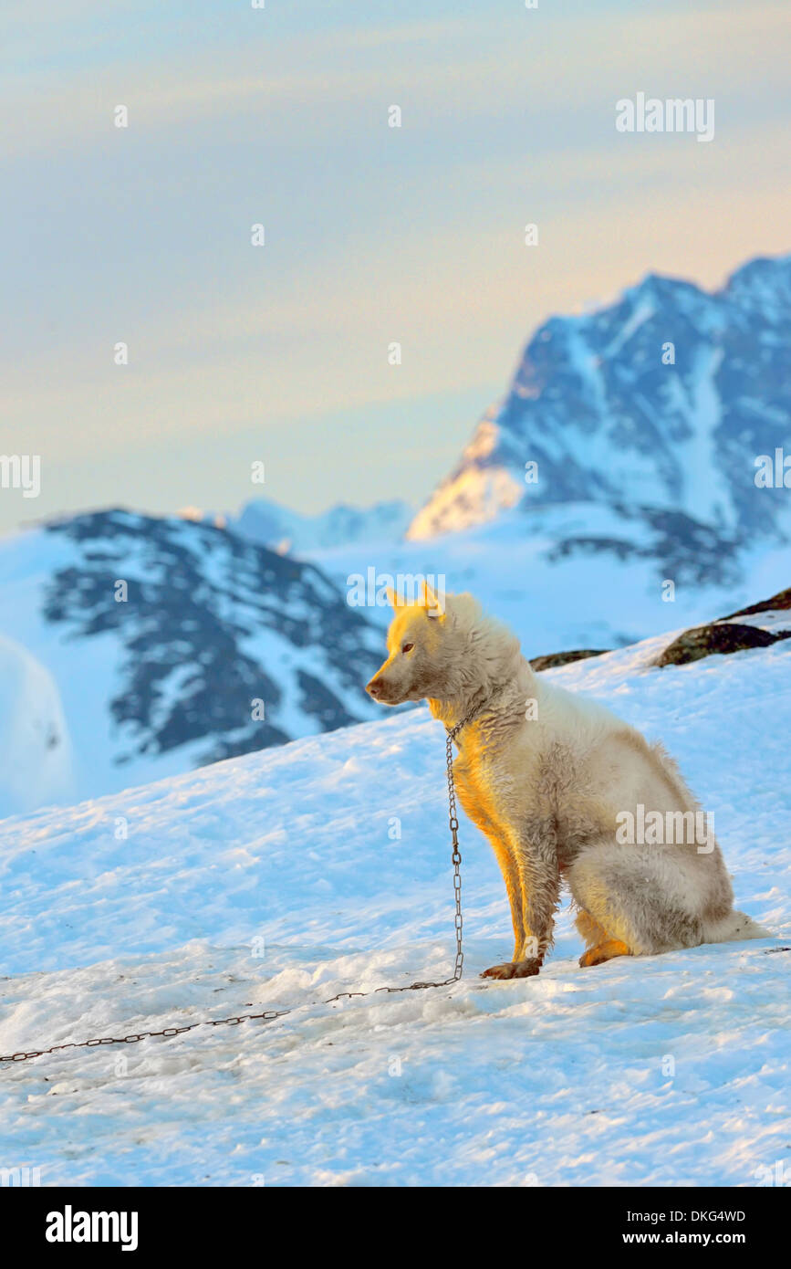 greenland dog and sunset in spring time Stock Photo