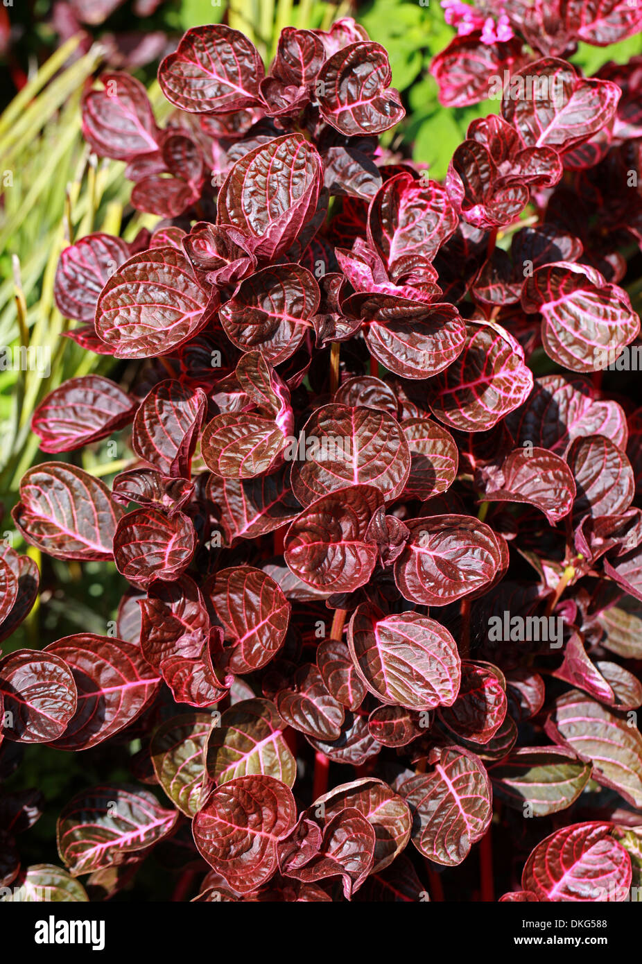 Beefsteak Plant, Chicken Gizzard Plant, Herbst's Bloodleaf, Bloodleaf, Iresine herbstii 'Brilliantissima', Amaranthaceae. Stock Photo